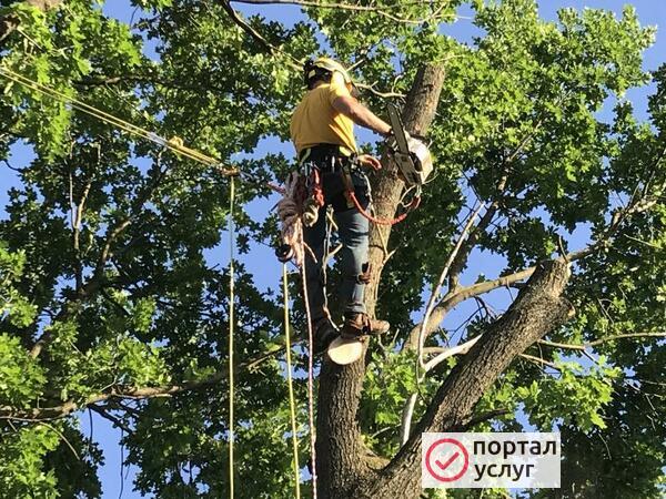 Фото Спил деревьев
