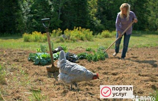 Фото Помет куриный