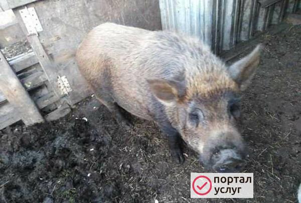 Фото Случка