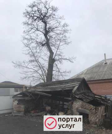 Фото Спил деревьев
