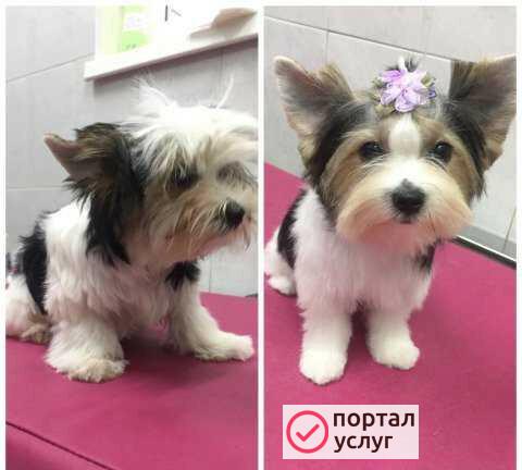 Фото Стрижка собак и кошек