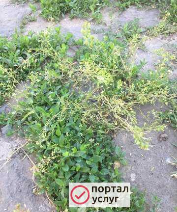 Фото Уборка территории кладбищ