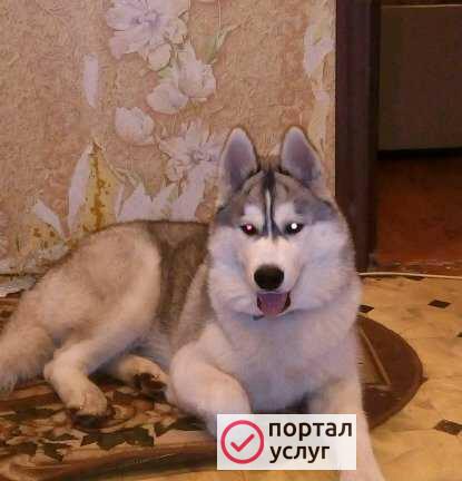 Фото Вязка собак