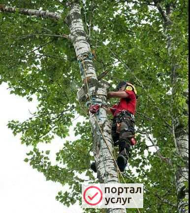 Фото Вырубка деревьев участков