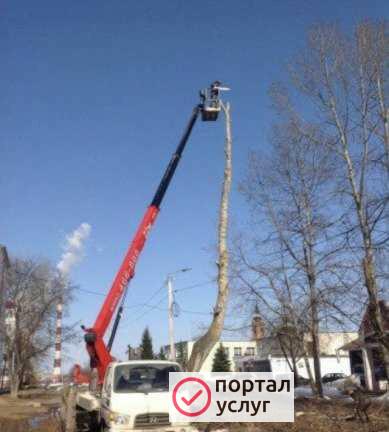 Фото Спил деревьев
