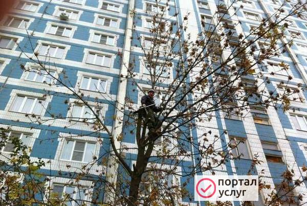 Фото Спил деревьев