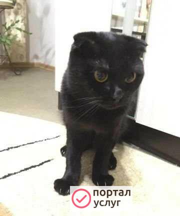 Фото Вязка