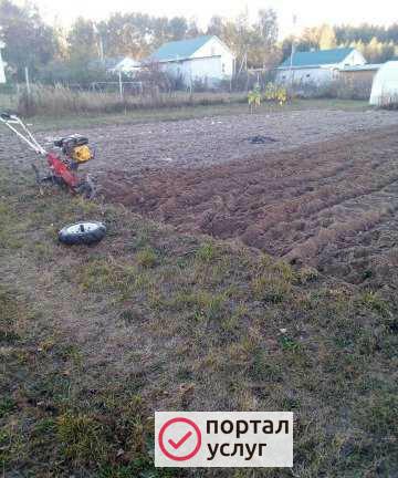 Фото Сад и огород