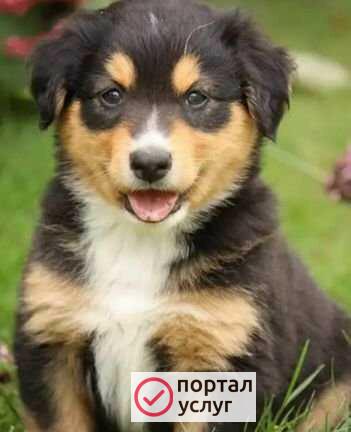 Фото Выгул собак