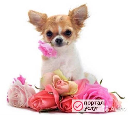 Фото Стрижка собак и кошек
