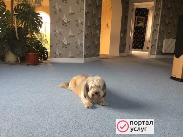 Фото передержка собак