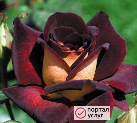 Фото Окулировка