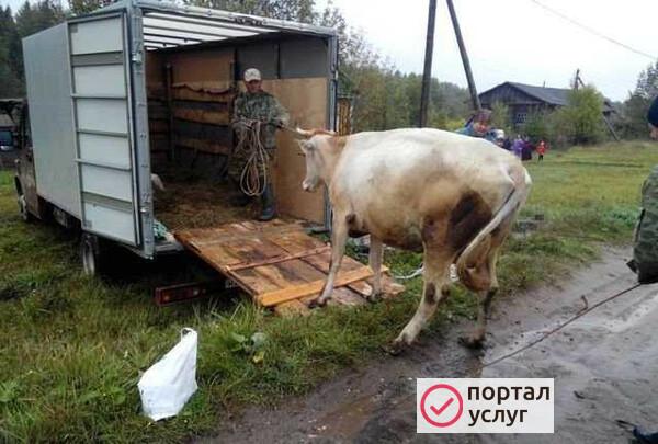 Фото Скотовоз