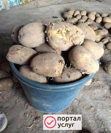 Фото Картошка