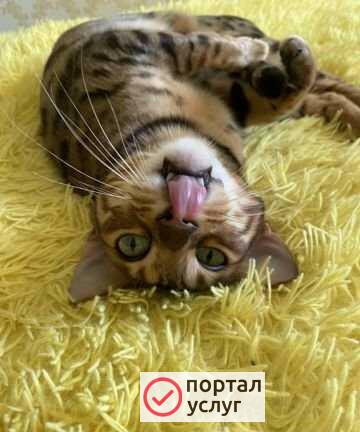 Фото Ветеринарные