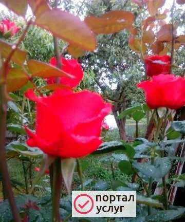 Фото Работает сауна