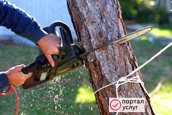 Фото Спил деревьев