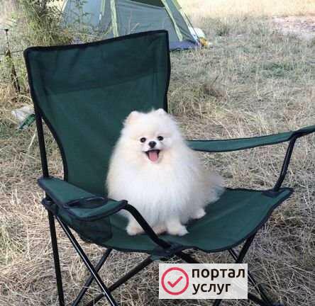 Фото Вязка шпиц