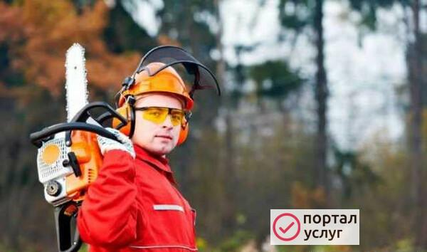 Фото Спил деревьев. Расчистка участков