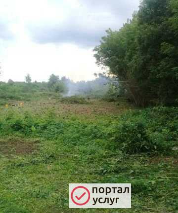 Фото Спил деревьев