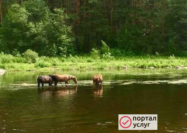 Фото Покос травы