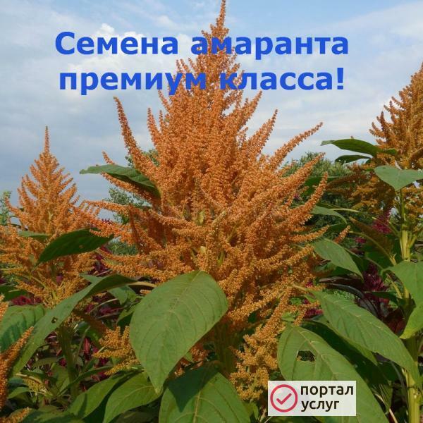 Фото Семена амаранта ПРЕМИУМ класса