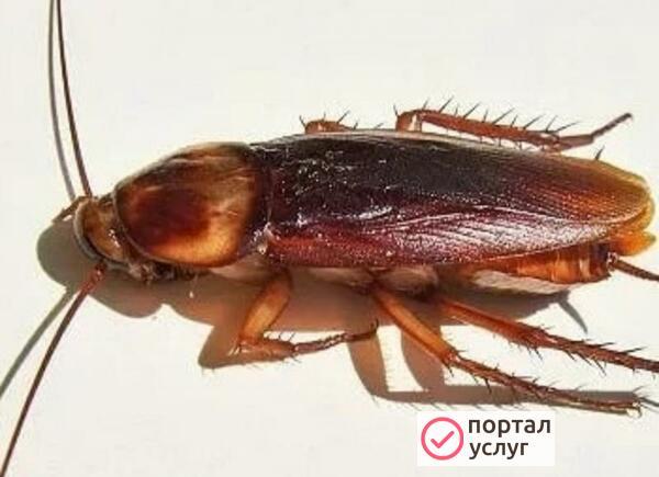 Фото СЭС услуги