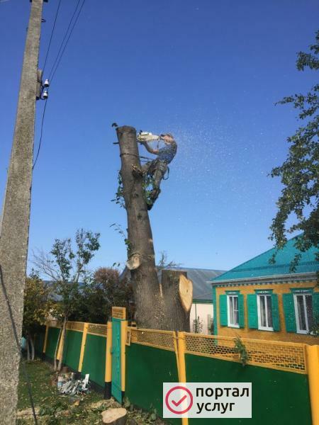 Фото Пилим деревья любой сложности 