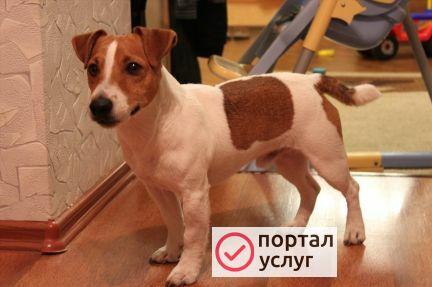 Фото Передержка ваших собачек