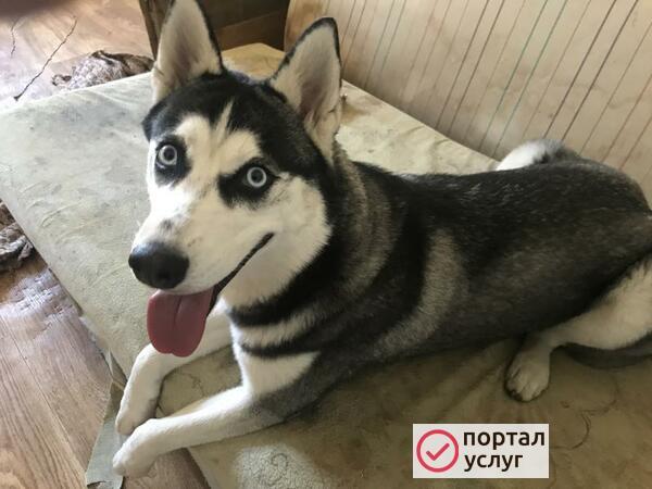 Фото Сибирская хаски 