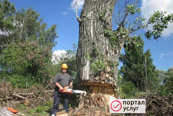 Фото Валка любых деревьев