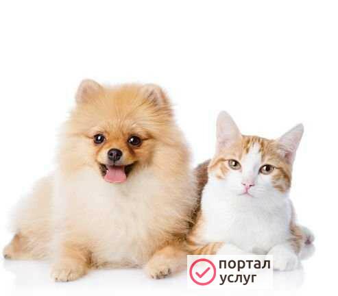 Фото Зоострижки