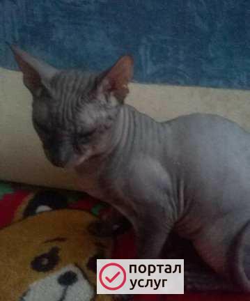 Фото Вязка донской сфинкс