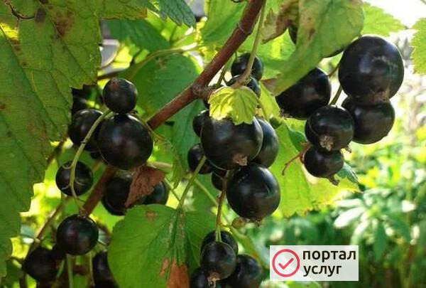 Фото Смородина