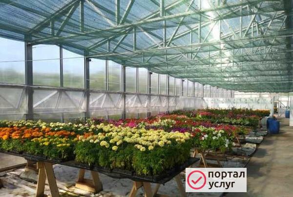 Фото Теплицы
