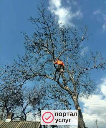 Фото Спил деревьев