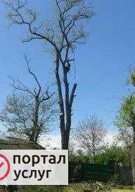 Фото Спил деревьев
