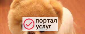 Фото Выгул собак