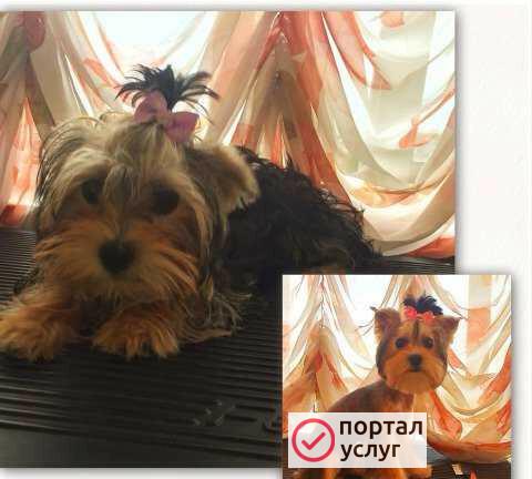 Фото Стрижка Собачек