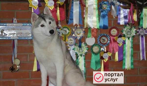 Фото Кобель на вязку