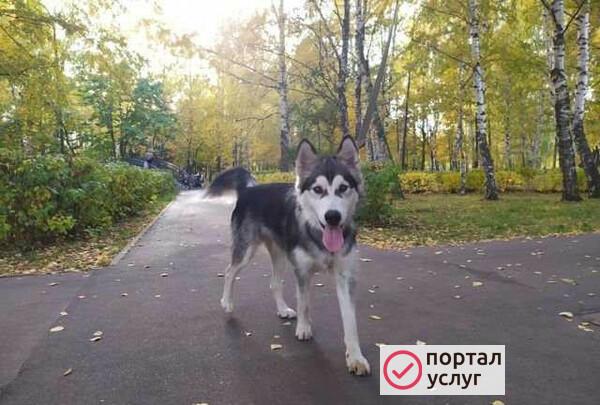 Фото Кинолог/зоопсихолог