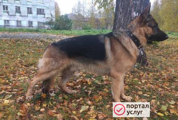 Фото Немец для вязки
