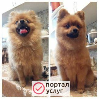 Фото Груминг