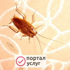 Фото СЭС услуги