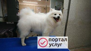 Фото ZooStil Groom