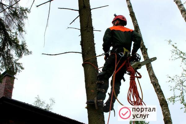 Фото СПИЛ ДЕРЕВЬЕВ В АЗОВЕ