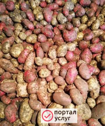 Фото Продам картофель