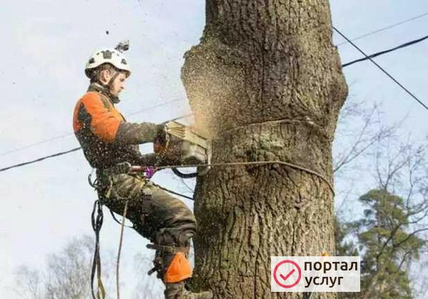 Фото Спил деревьев