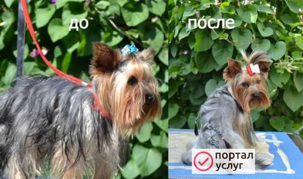 Фото Собаки