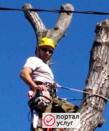 Фото Спил деревьев